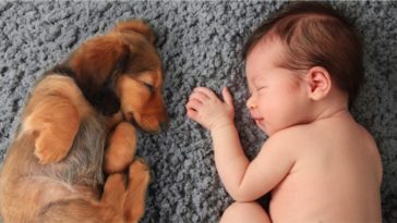 Pet and baby